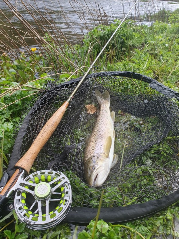 Irfon trout - LH from Hereford